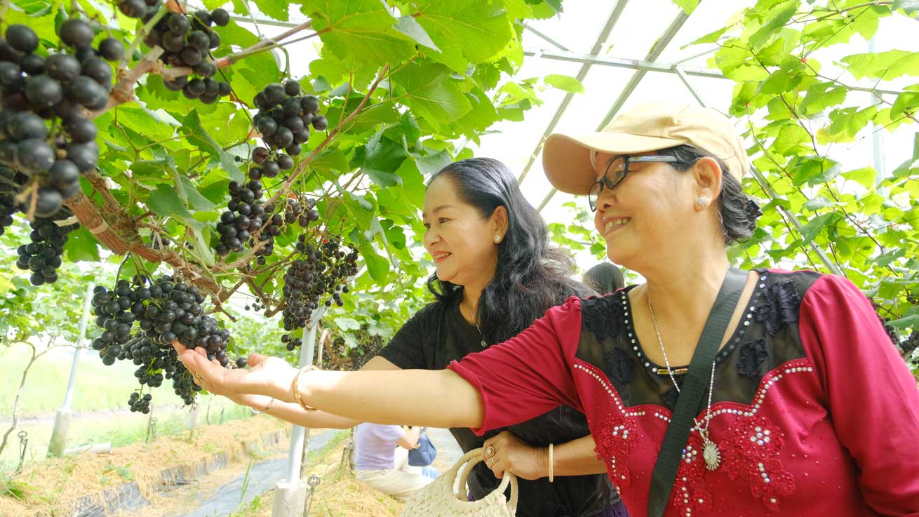 Can Tho 중심부에서 40km 떨어진 열매가 주렁주렁 달린 포도밭은 많은 지역 주민들을 끌어들이고 있습니다.