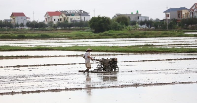 The policy of allocating agricultural land without collecting land use fees continues to be maintained, helping millions of farmers feel secure in farming. Photo: Phan Anh