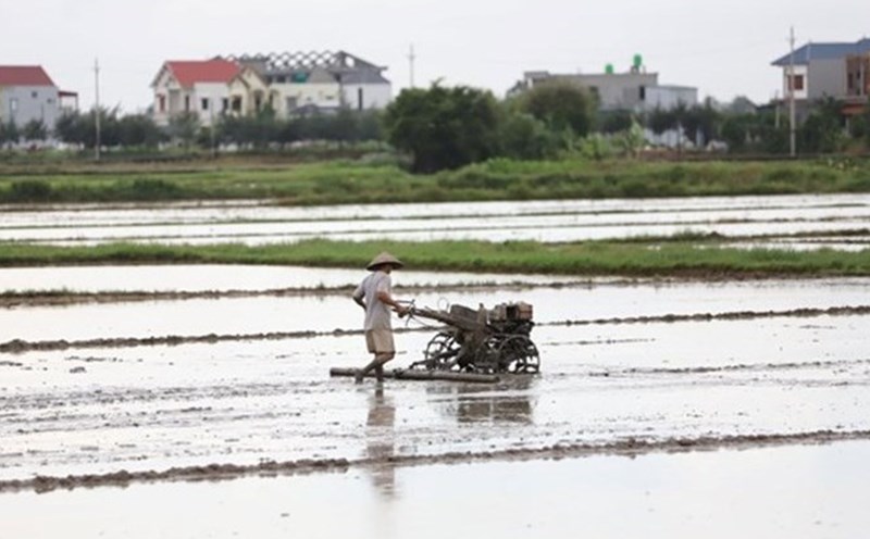The policy of allocating agricultural land without collecting land use fees continues to be maintained, helping millions of farmers feel secure in farming. Photo: Phan Anh