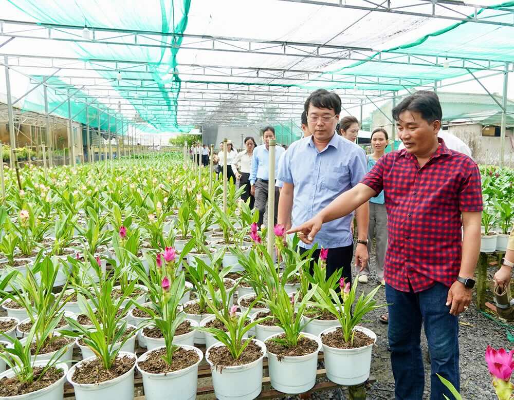 Bi thu Tinh uy Le Quoc Phong khao sat tai vuon trong giong hoa Nghe tay. Anh: Cong thong tin dien tu Dong Thap.