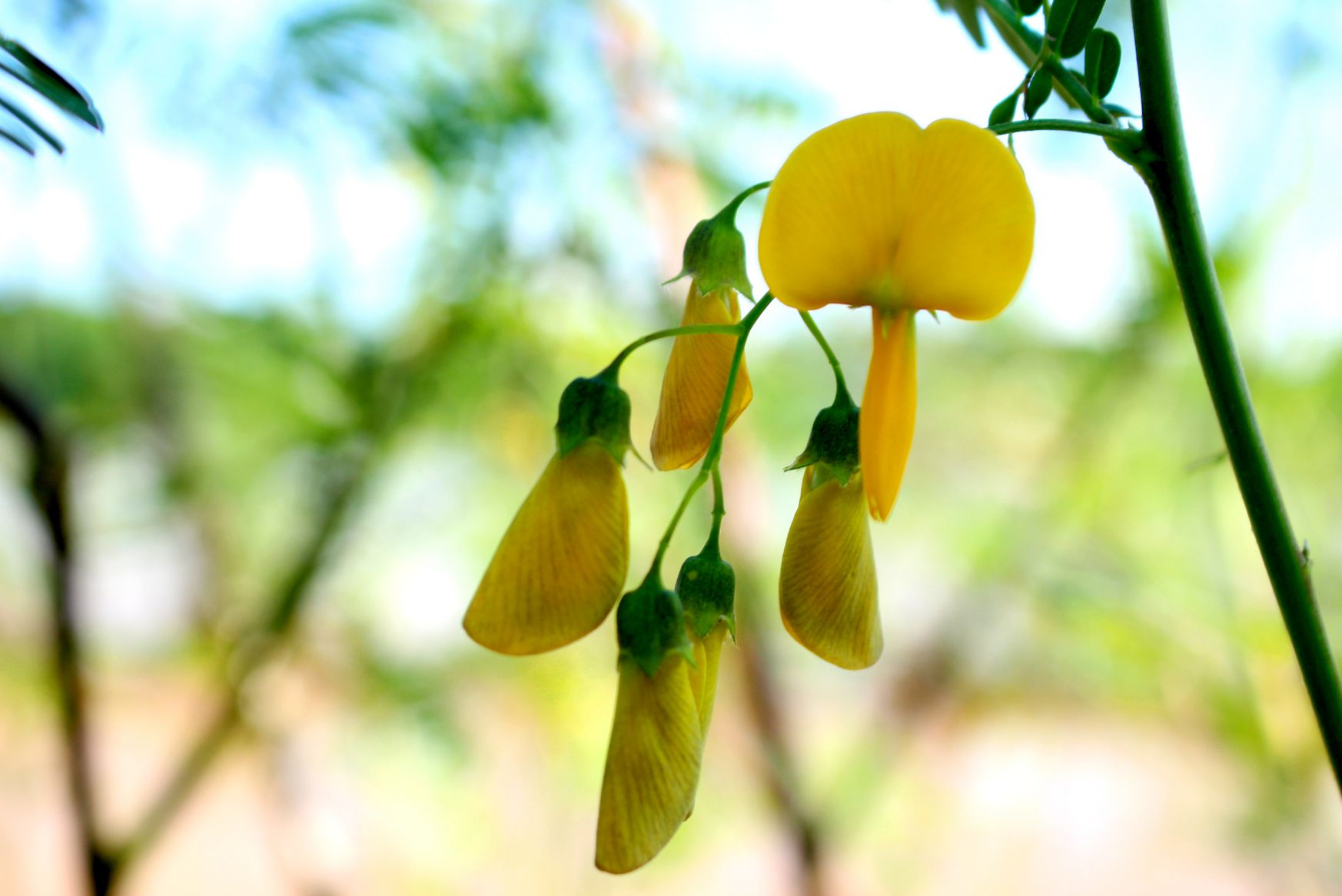 The southwest Asian lentil flowers are likened to yellow apricot. Photo: Luc Tung