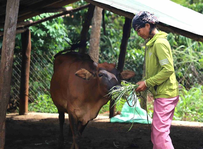 Nuoi bo sinh san giup nhieu ho gia dinh o Dak Nong thoat ngheo. Anh: Bao Lam