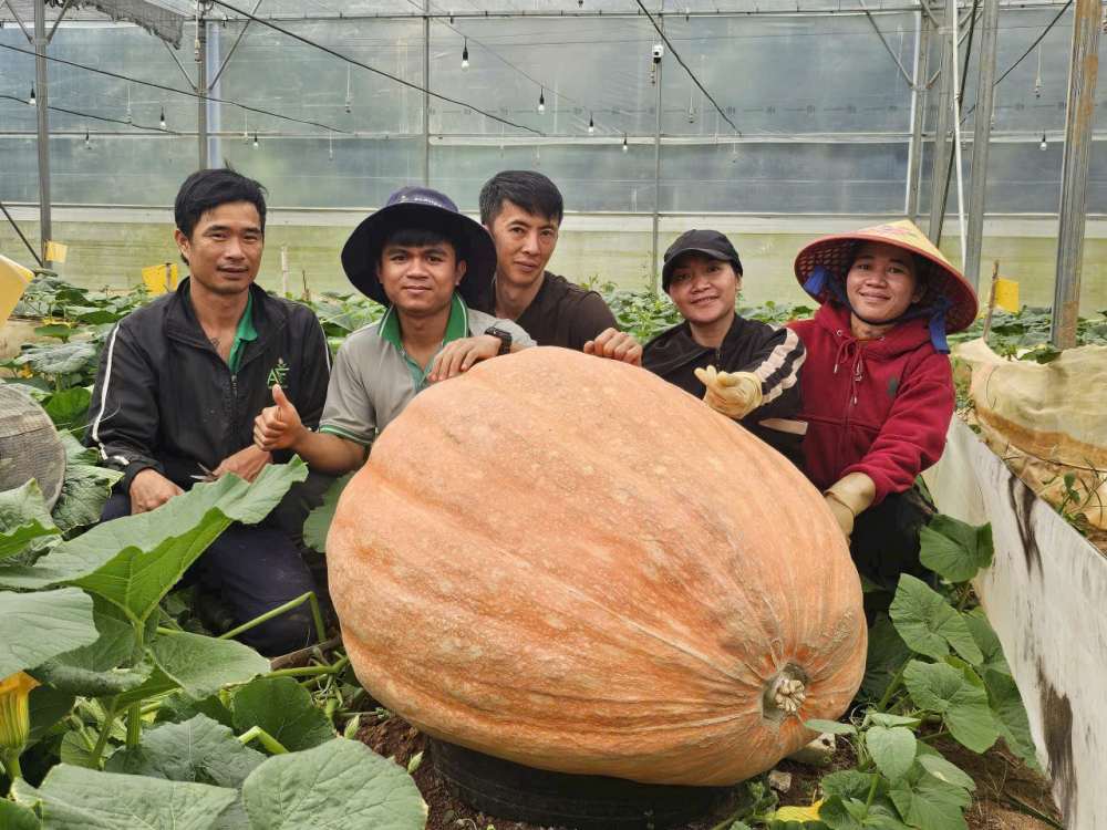 Qua bi khong lo nang nhat Viet Nam. Anh: Lam Hong
