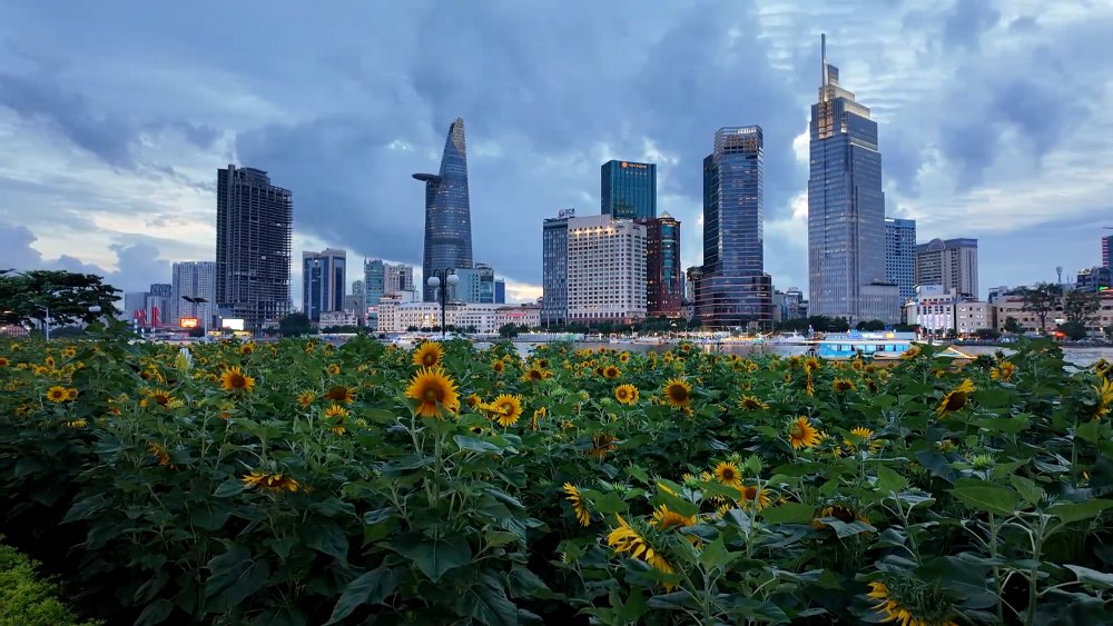 The largest sunflower garden in Ho Chi Minh City is blooming, becoming a hot check-in spot during the September 2 holiday