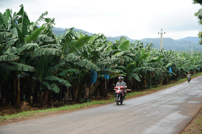 Doc Gia Lai, de dang bat gap nhung cung duong dai muot mau xanh cua cay chuoi giong Nam My. Anh: Thanh Tuan 