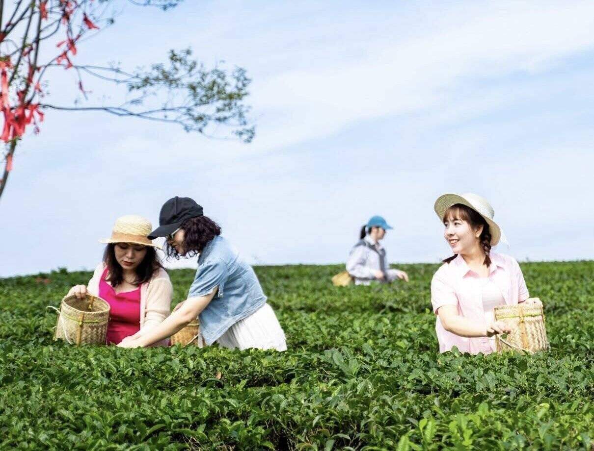 Tourists experience picking sweet soup in Moc Chau plateau. Photo: Viet Anh