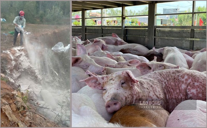 Gia Lai has slaughtered more than 1,000 pigs infected with disease and died from African swine fever. Photo: Hoai Phuong