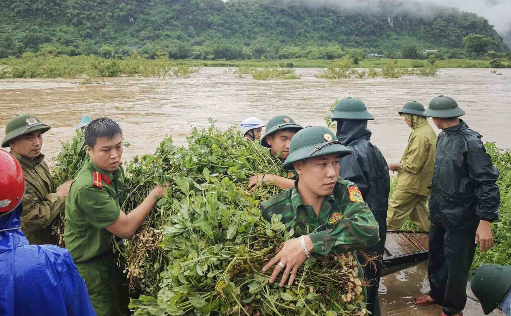 La police et les gardes-frontieres soutiennent les habitants dans la recolte des mauvaises herbes. Photo : Police de la commune de Truong Son