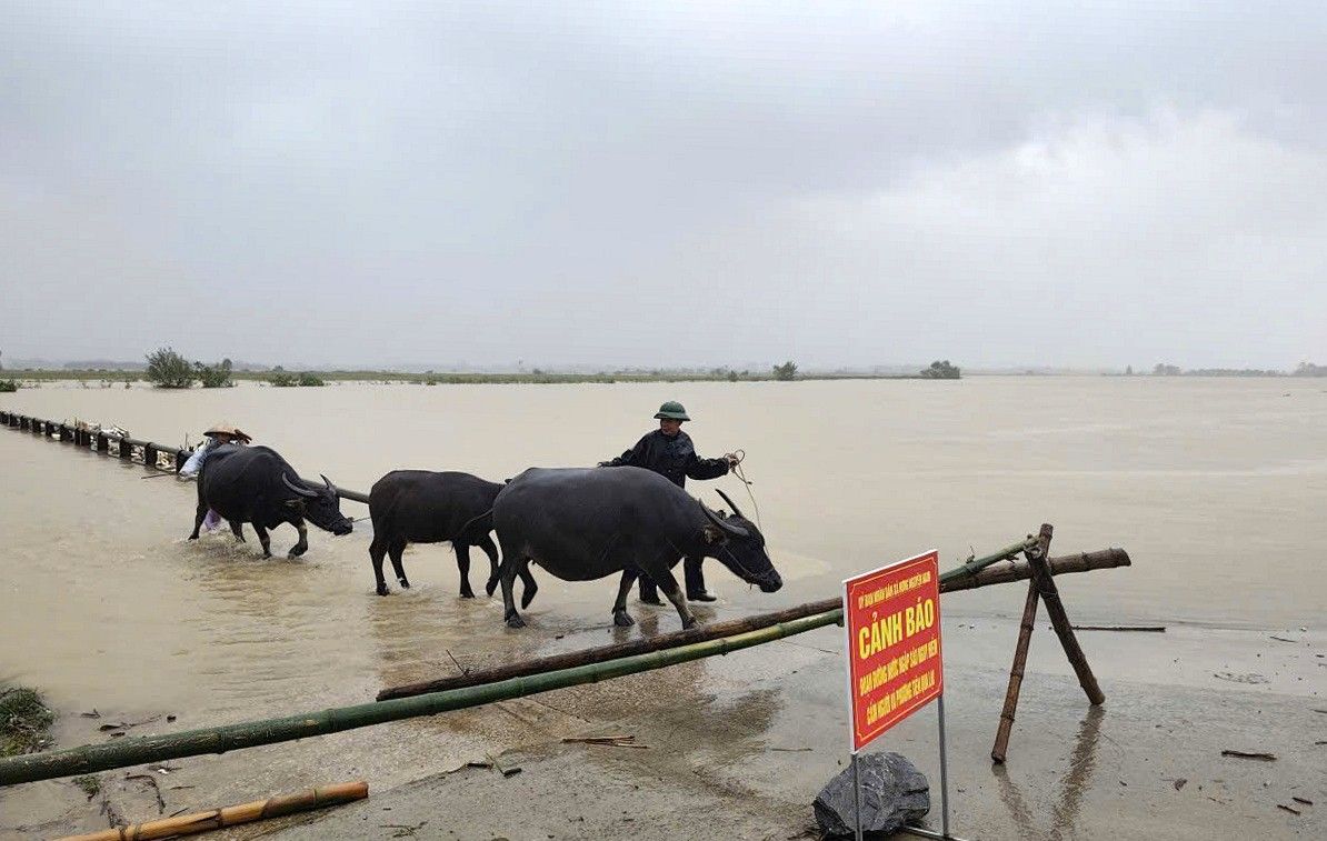 Hung Nguyen Nam Commune（nghe an）の人々は牛を避難させます。写真：フォーカス