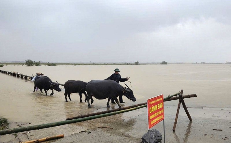 People in Hung Nguyen Nam commune (Nghe An) took buffaloes and cows to evacuate. Photo: Trong Tam