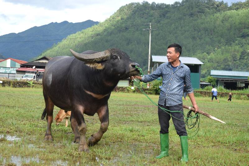 Nhung con trau to, dep, khoe manh duoc ba con cham soc mang den cuoc thi. Anh: Truong Son