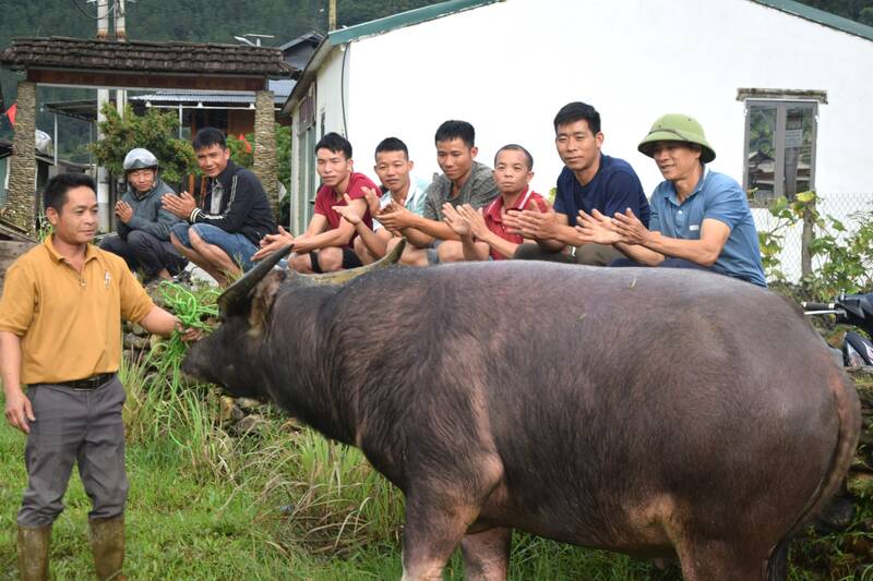 Son La省 Ngoc Chien 村の新米祭典で、「Hoang tu trau」コンテストに参加するために選ばれた17頭の太くて元気な牛。写真:Truong Son