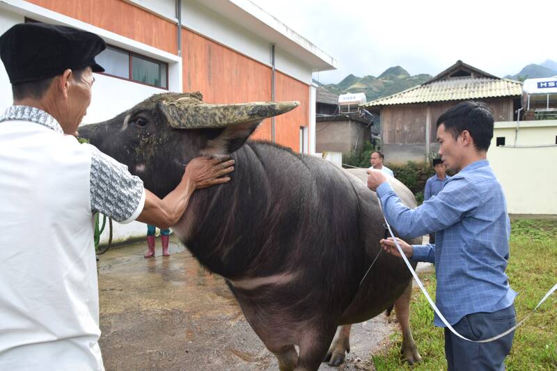 Ban to chuc tien hanh do chieu cao, vong nguc, chieu dai cua trau tham gia cuoc thi. Anh: Truong Son