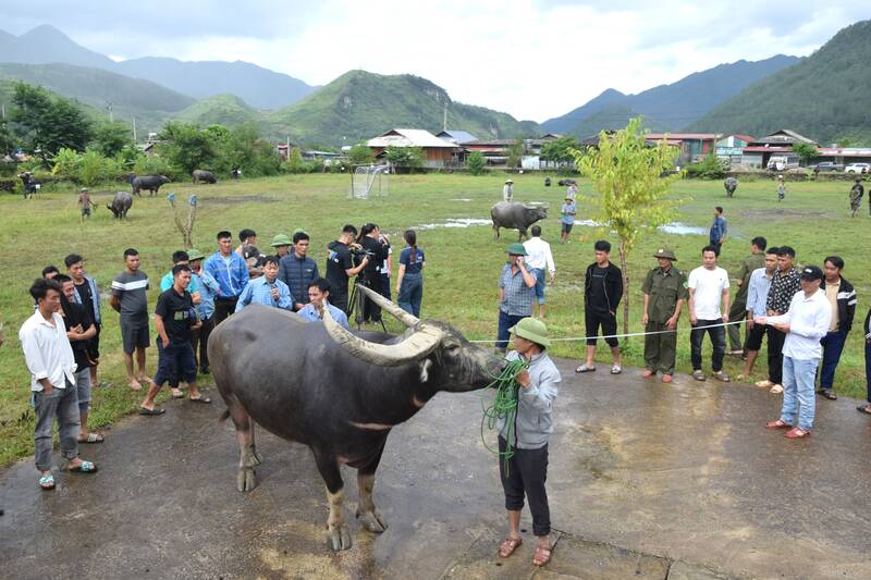Cuoc thi “hoang tu trau” trong khuon kho Le hoi Mung com moi xa Ngoc Chien nam 2025. Anh: Truong Son