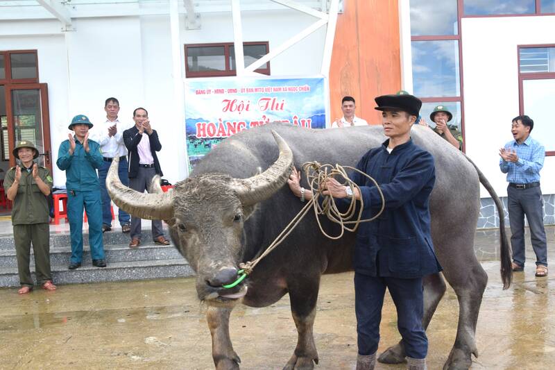 Danh hieu “hoang tu trau” thuoc ve trau cua gia dinh ong Ca Van On, ban Muong Chien 2. Anh: Truong Son