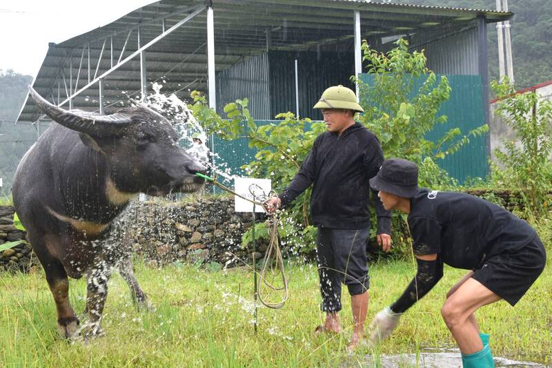 Trau du thi duoc chu trau tam sach se truoc khi thi. Anh: Truong Son
