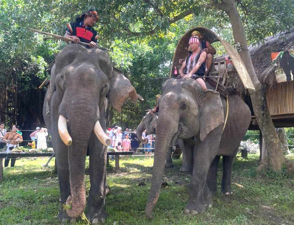 Voi nha o Dak Lak phuc vu khach du lich tham quan, trai nghiem. Anh: Bao Trung