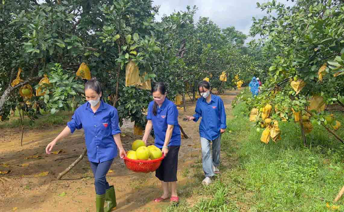 Doan Thanh nien giup nguoi dan xa Phuc Trach thu hoach buoi. Anh: Doan Tuan.