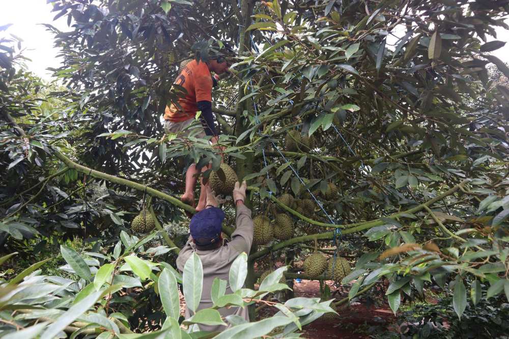 Thi truong ron rang, cac thuong lai cung ban ron ghe tham cac vuon sau, lua chon thoi diem thuan loi de “nga gia” va thu hoach.