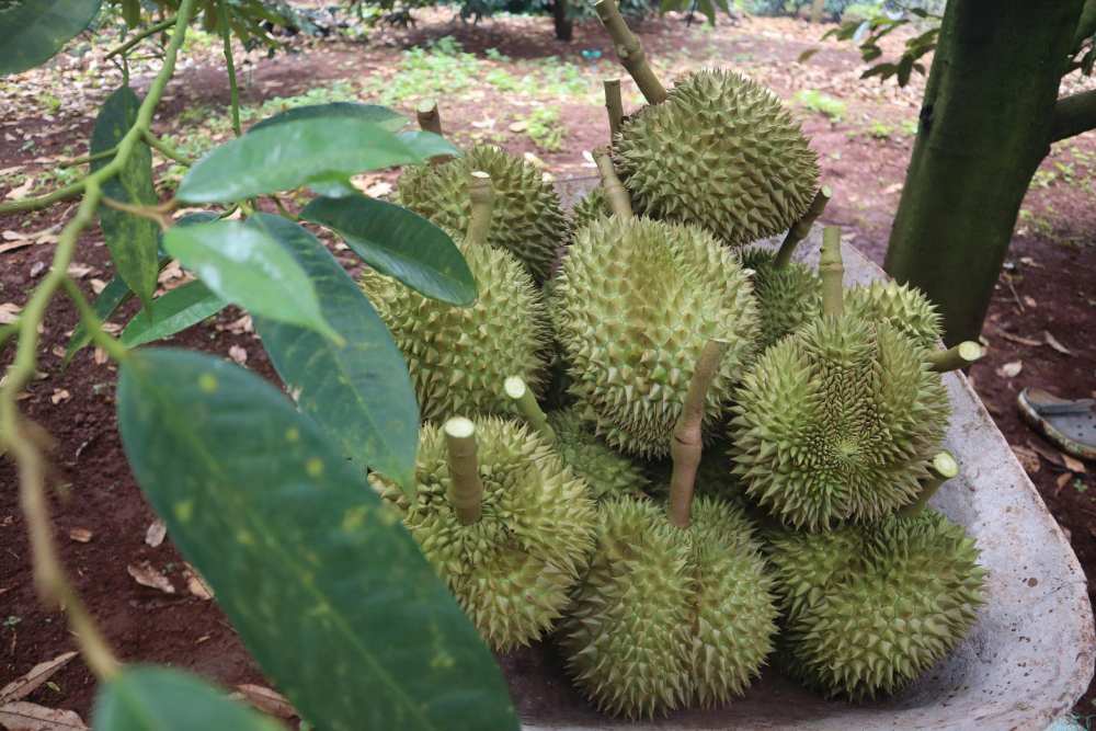 Tuy nhien, duoc su quan tam, ho tro cua anh em, ba con di truoc va can bo ky thuat tai dia phuong, gia dinh ong Minh da co mot vu mua boi thu nhu mong doi. Vuon sau rieng du kien co san luong khoang 20 tan qua, voi muc gia thu mua cao diem dat toi 70.000 dong/kg.