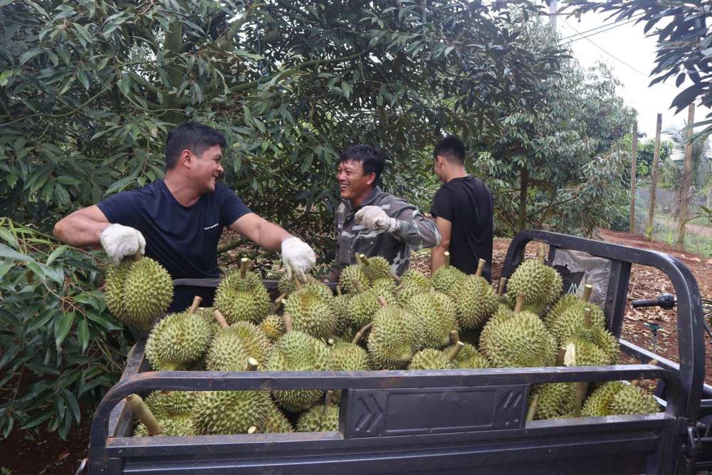Ong Diem ho hoi noi: “Gia dinh toi co dien tich trong sau rieng khoang 1,8 ha, cho ra san luong khoang 54 tan/nam. Moi nam, sau khi tru di cac chi phi, chung toi thu ve hon 1 ti dong“.