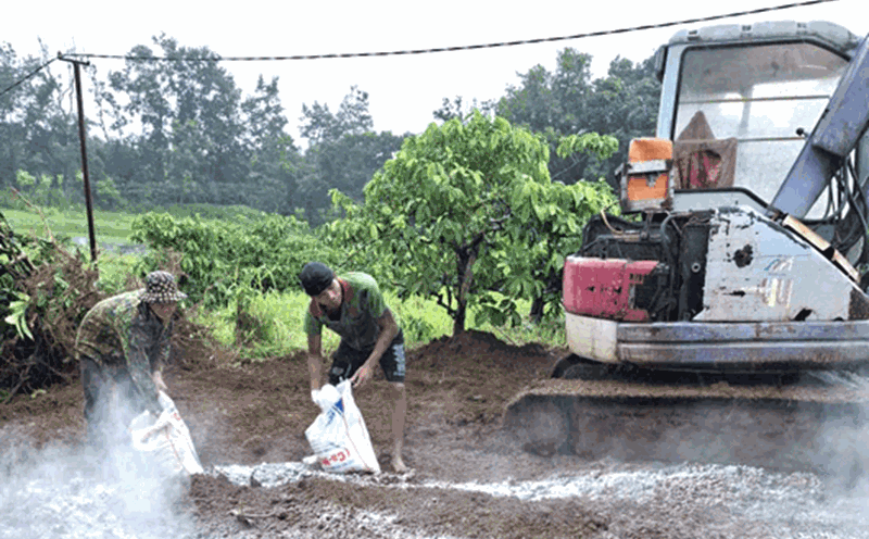 Spread lime powder and chemicals to treat pigs destroyed by African cholera. Photo: Ia Grai Commune
