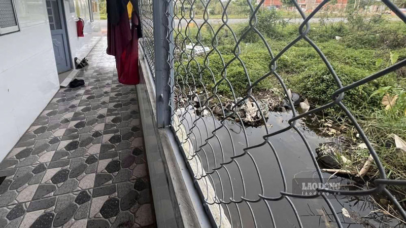 Ao tu, co moc cao tao dieu kien de muoi sinh soi phat trien. Anh: Dong Phuong.