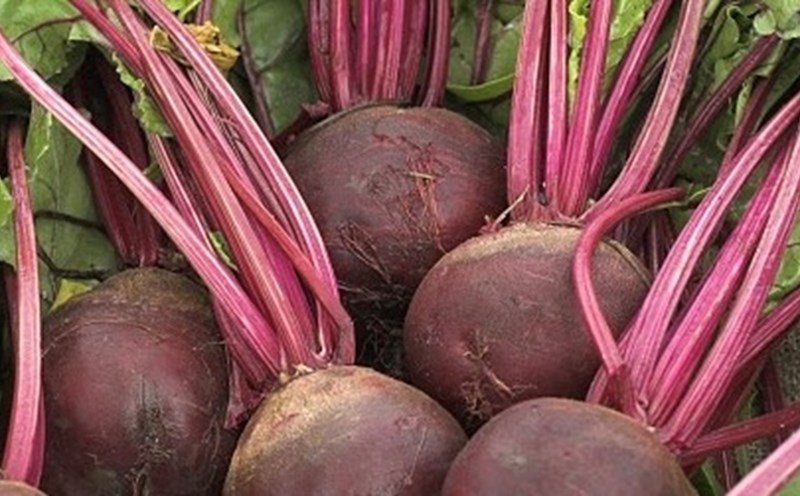 Amaranth is a good iron supplement when used properly. Photo: Thu Thuy