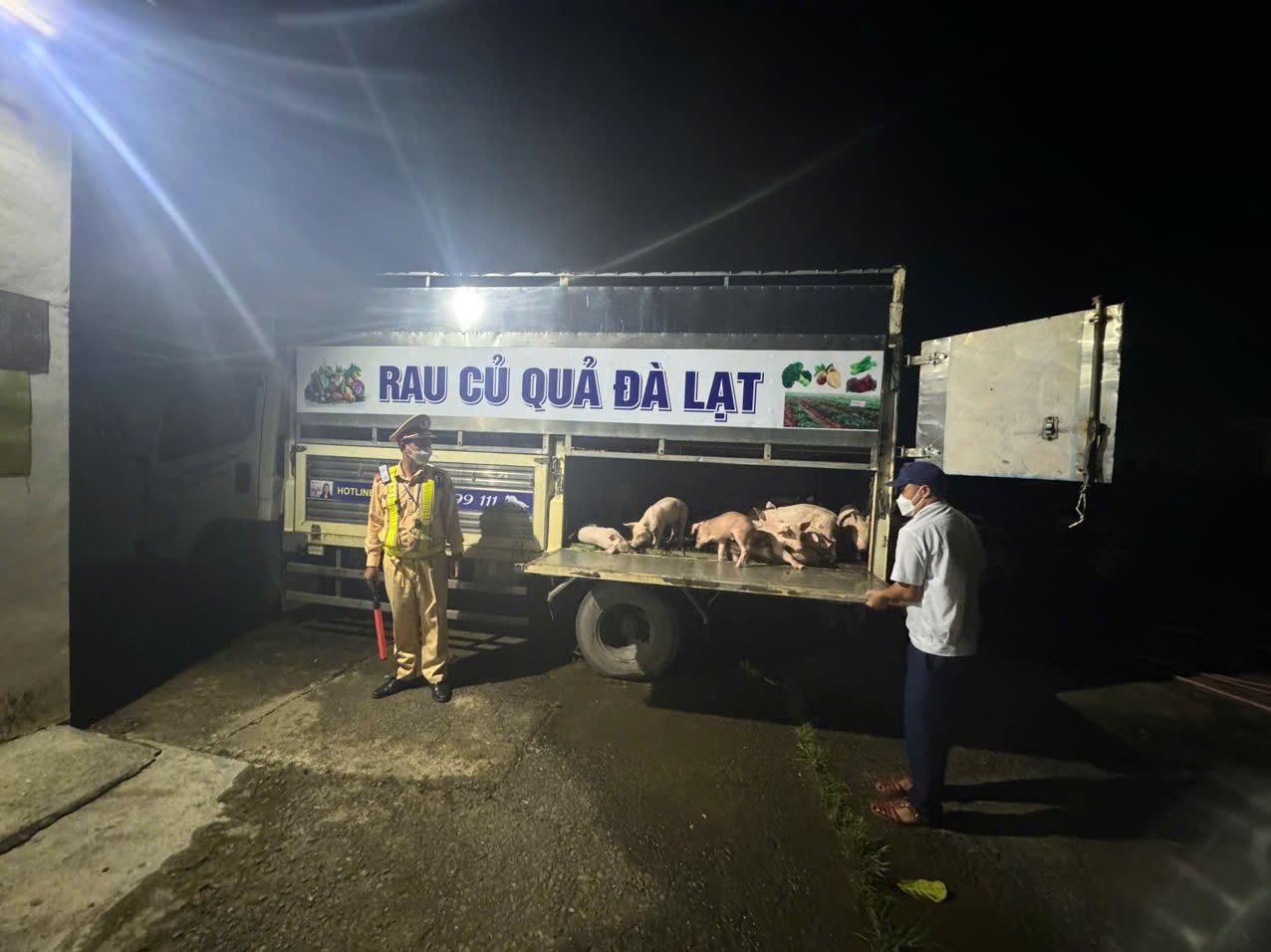 La police de la circulation de la province de Dak Lak a decouvert un proprietaire d'un vehicule transportant du betail atteint d'epidemie de tique de porc africain en route pour le vendre. Photo : Police de Dak Lak