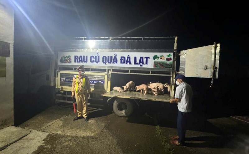 Dak Lak Provincial Traffic Police discovered a vehicle owner carrying livestock infected with African swine fever on the way to sell. Photo: Dak Lak Police