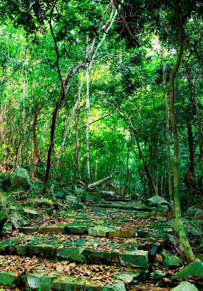 Tuy nhien, anh khang dinh day co the la thu thach cho nhung du khach khac: “Neu khong thuong xuyen tap the duc thi di hiking o day se kha met, tham chi co the coi la “hanh xac”.Toi nghi voi nhung du khach moi den Con Dao lan dau, hay uu tien nghi duong tai cac bai bien dep truoc. Neu yeu thich thien nhien va hoat dong the chat thi cung hiking nay rat dang de thu”. Anh: NVCC