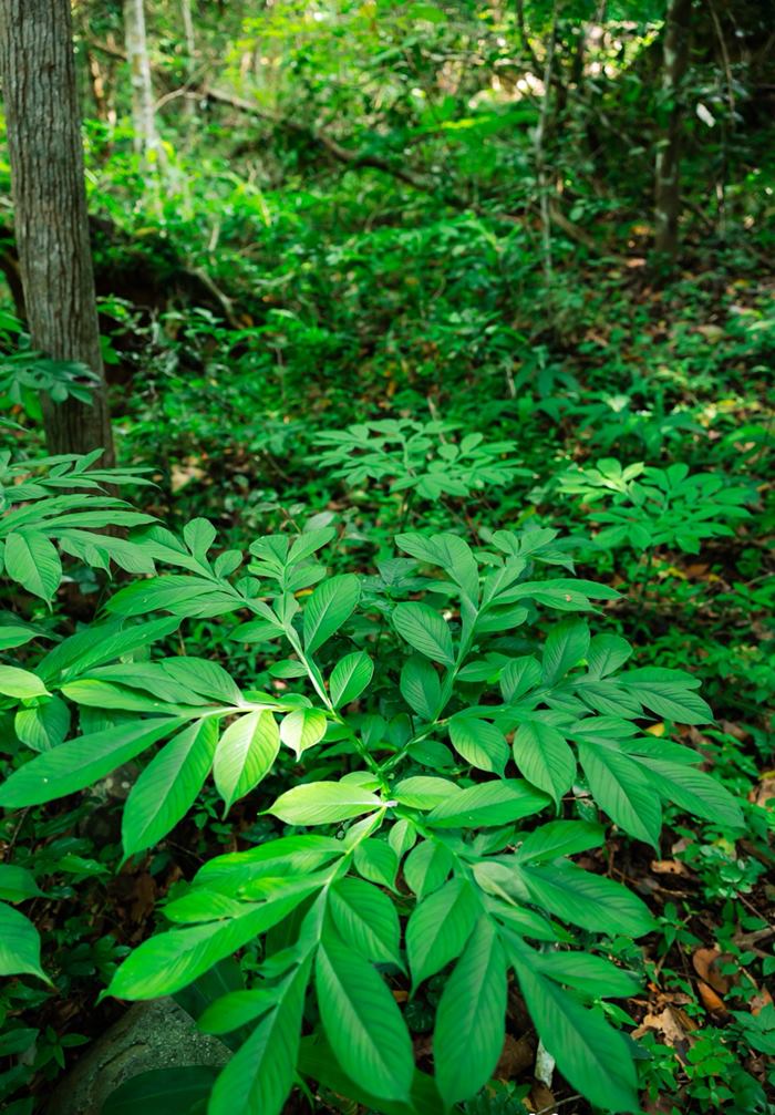Cung hiking nay duoc nhan xet co ve dep hoang so voi da dang dia hinh va khung canh khac nhau. Bat dau hanh trinh, du khach se duoc di bo doc bai bien Dong voi lan nuoc xanh, cat trang, tiep do la doan duong mon xuyen rung. Cuoi cung, du khach se toi vinh Dam Tre tuyet dep, bao quanh boi nui, rung voi lan nuoc trong xanh nhu ngoc. Anh: NVCC