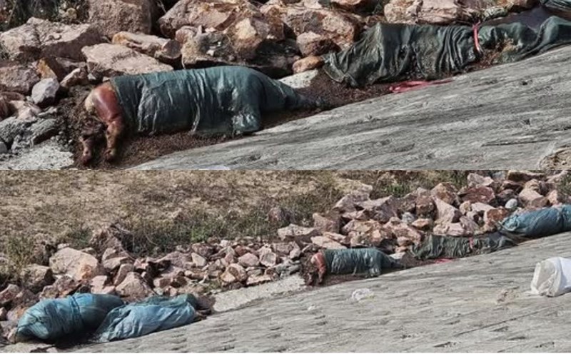 Many dead pigs were discovered in the Dong Xiem bridge embankment area, Tay Son commune (Gia Lai). Photo: Binh Dinh News