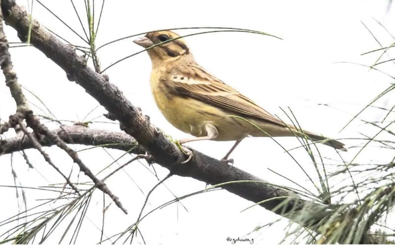 The yellow-broken Red-crowned Cranberry (Emberiza aureola) variety was discovered by researchers at the Vietnam - Russia Tropical Center in Bai Tu Long National Park. Photo: Bai Tu Long National Park Management Board
