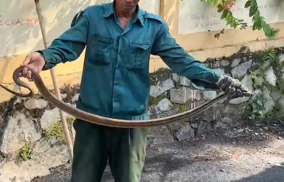 1미터 길이의 뱀이 민가에 나타났습니다. 사진: 독자 제공