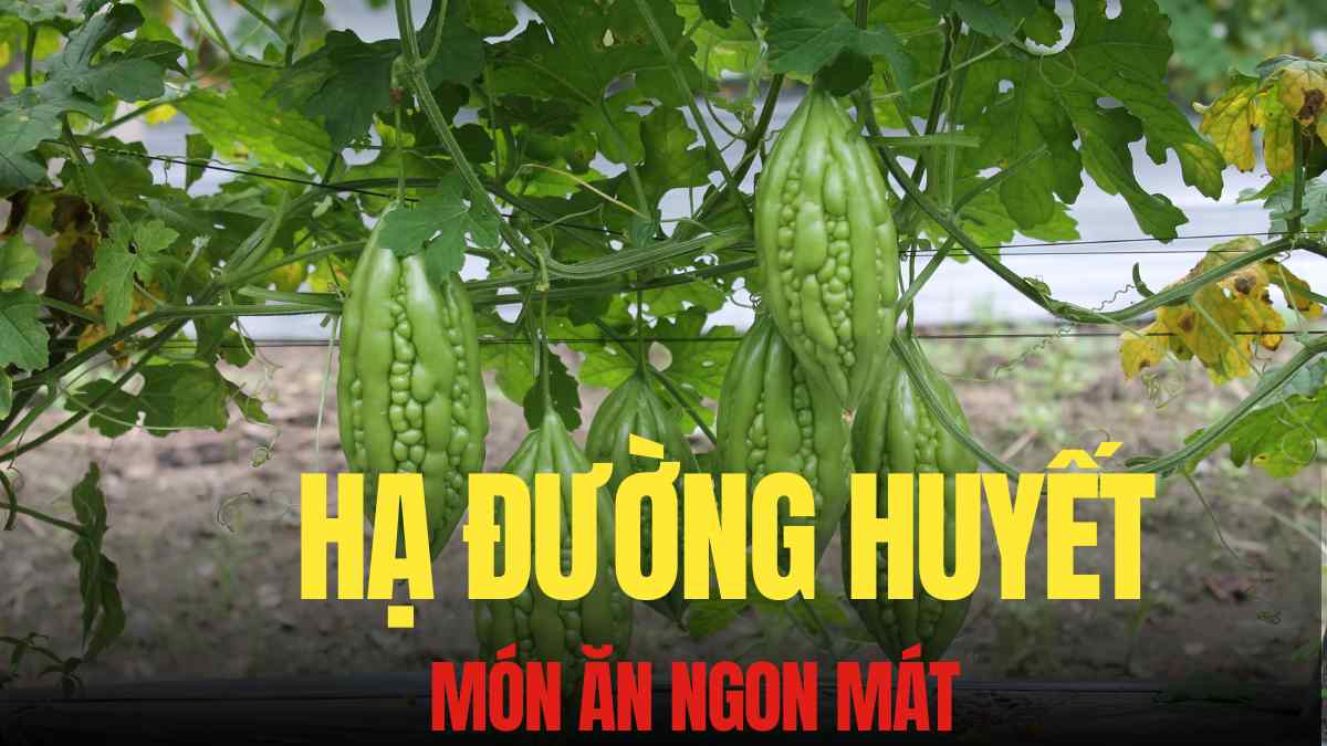 고기를 채운 여주(고과)는 친숙한 전통 음식일 뿐만 아니라 혈압 강하를 조절하는 데 상당한 이점을 제공합니다. 그래픽: Tra My