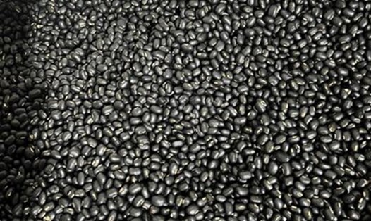 Nước đậu đen rang mang lại lợi ích cho người khỏe mạnh hoặc chỉ có chức năng thận suy nhẹ (được bác sĩ cho phép) nhưng với người thận yếu thì cần có sự hướng dẫn của bác sĩ chuyên khoa. Ảnh: Kiều Vũ