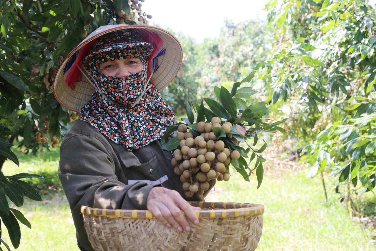 Phu Tho省Nat Sonコミューンの住民がレーズ収穫期に入る。写真:Binh Khang