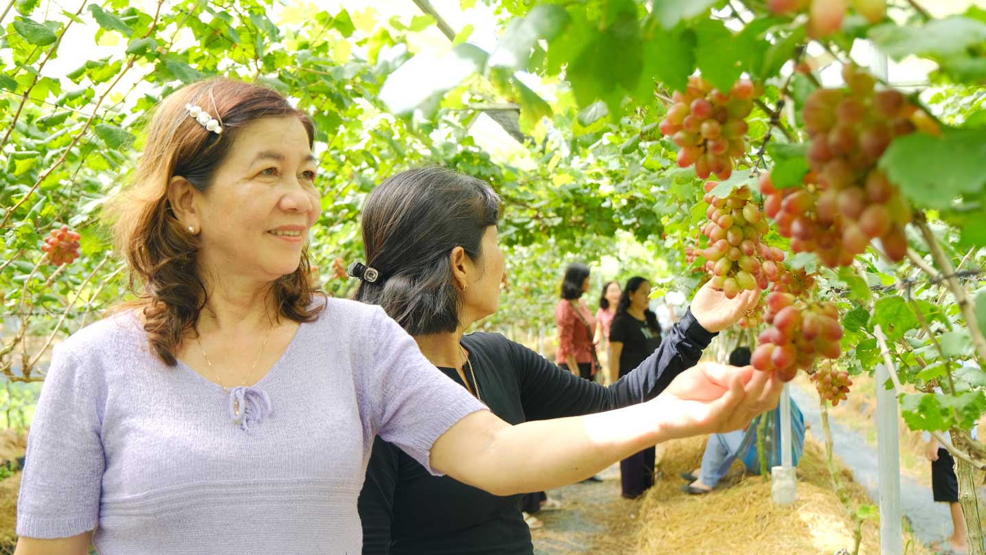 Vuon nho cua anh Tuan thu hut nhieu du khach den tham quan. Anh: My Ly