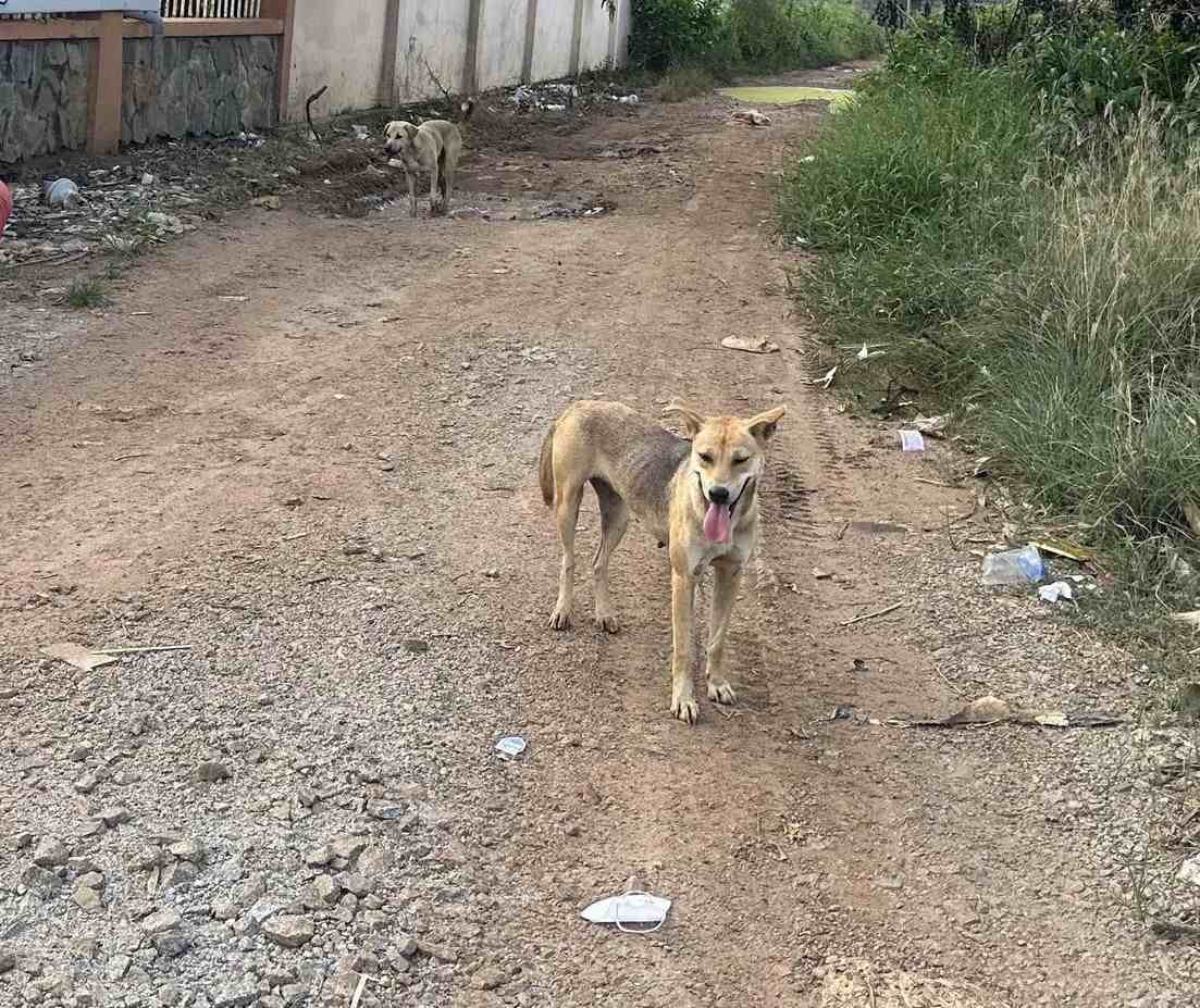 狂犬病のケースを噛んでいる間は、犬は銃口を抱えていません。写真：Dinh Trong
