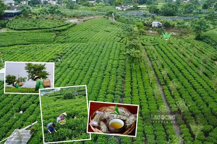 타이응우옌에서 차 산업 발전을 위해 5천억 동 이상 투자. 사진: Nguyen Hoan.