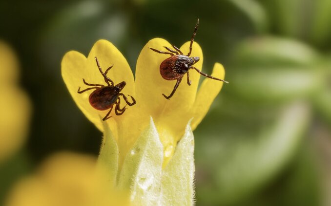 집 마당은 매미 철에 더 이상 절대적으로 안전하지 않습니다. 사진: Thuy Duong
