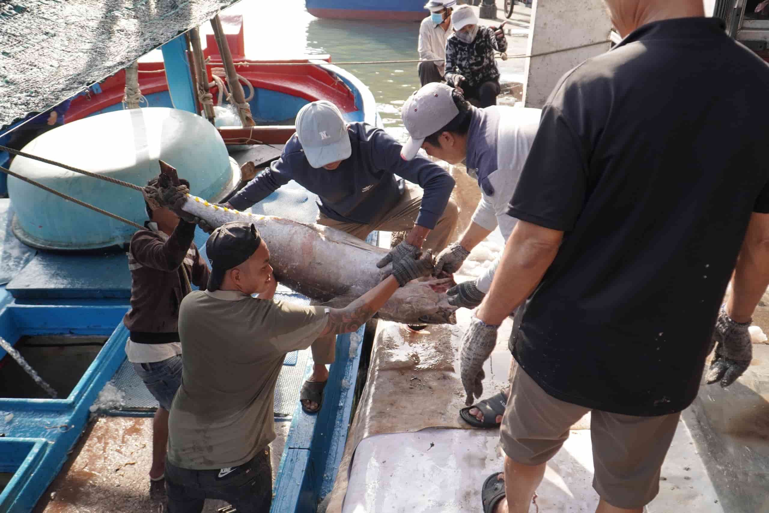 카인호아의 지방 정부는 IUU 어업 방지 임무를 완수하지 못할 경우 책임을 져야 합니다. 사진: 빈퀴