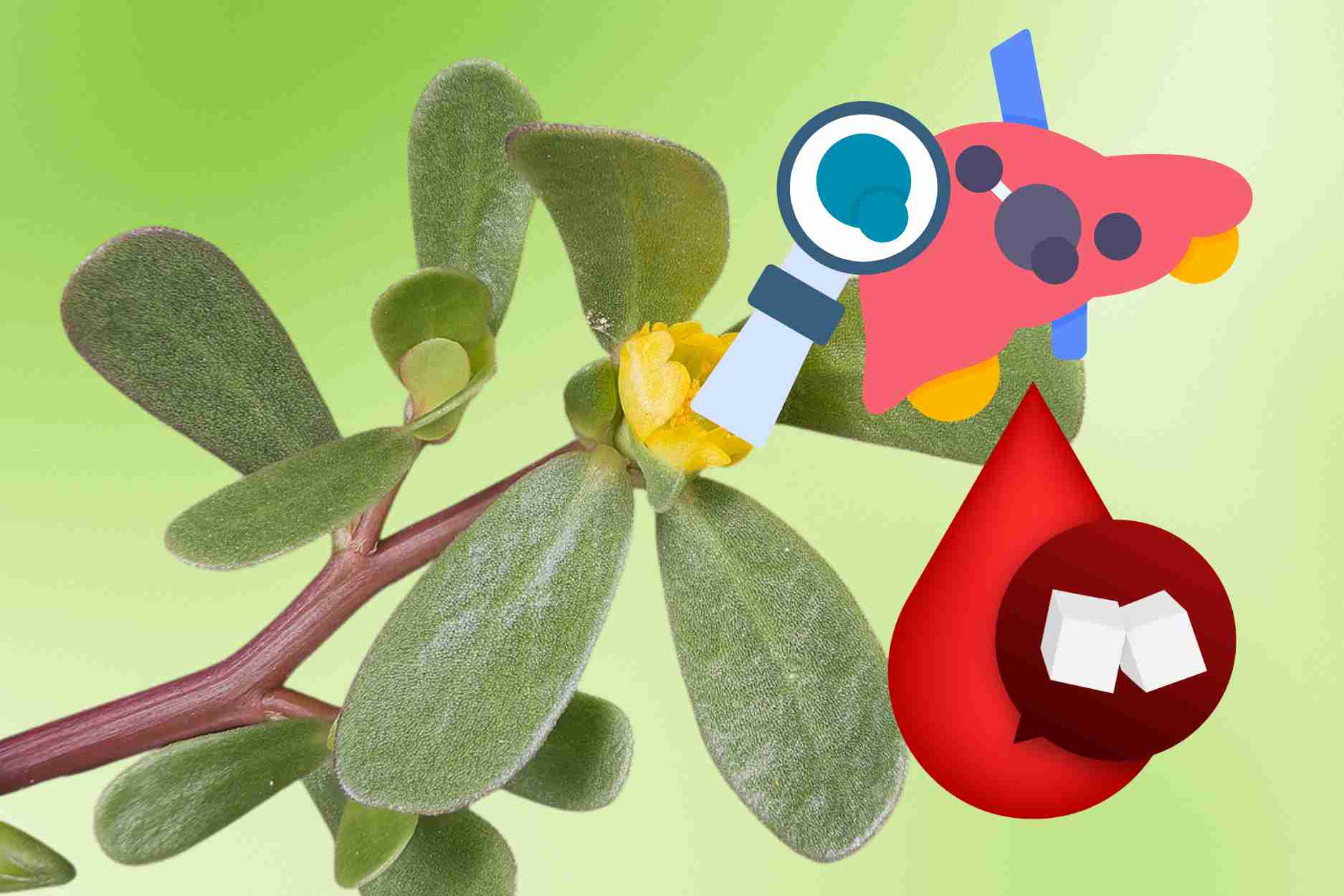 Warm-proof rustic vegetables help reduce liver enzymes and stabilize blood sugar