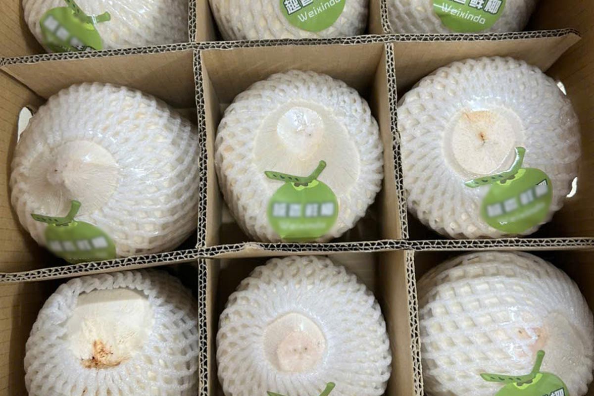 꽝닌성 박루언 II 국경 관문을 통해 수출되는 신선한 코코넛 화물. 사진: 몽까이 1동 전자 정보 포털