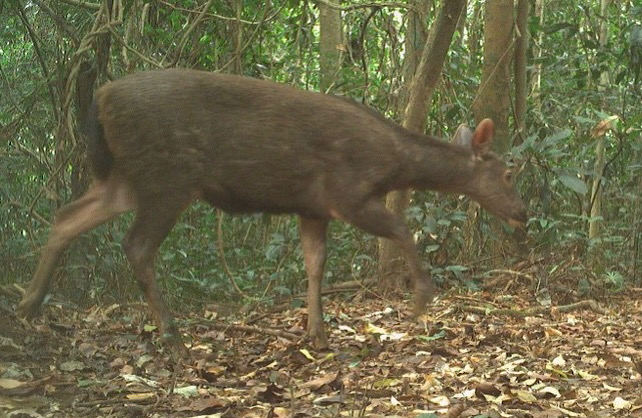 Bring Truong Son, a wild animal discovered in Phong Nha - Ke Bang. Photo: Phong Nha - Ke Bang National Park.