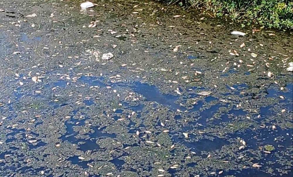 Des cadavres de poissons morts flottent blancs sur la surface de l'eau du canal a cote de la zone industrielle de Hue.
