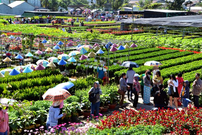 Tai lang hoa Sa Dec luan canh khoang 2.000 giong cac loai nen den day vao thang nao trong nam cung co hoa dua no. Anh: Thanh Mai