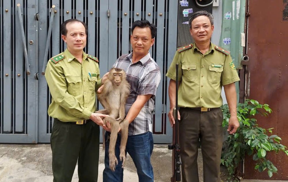 Rare pig-tailed monkey appears in the middle of Ho Chi Minh City residential area