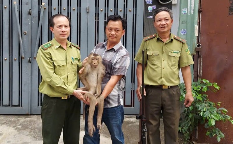 Rare pig-tailed monkey appears in the middle of Ho Chi Minh City residential area